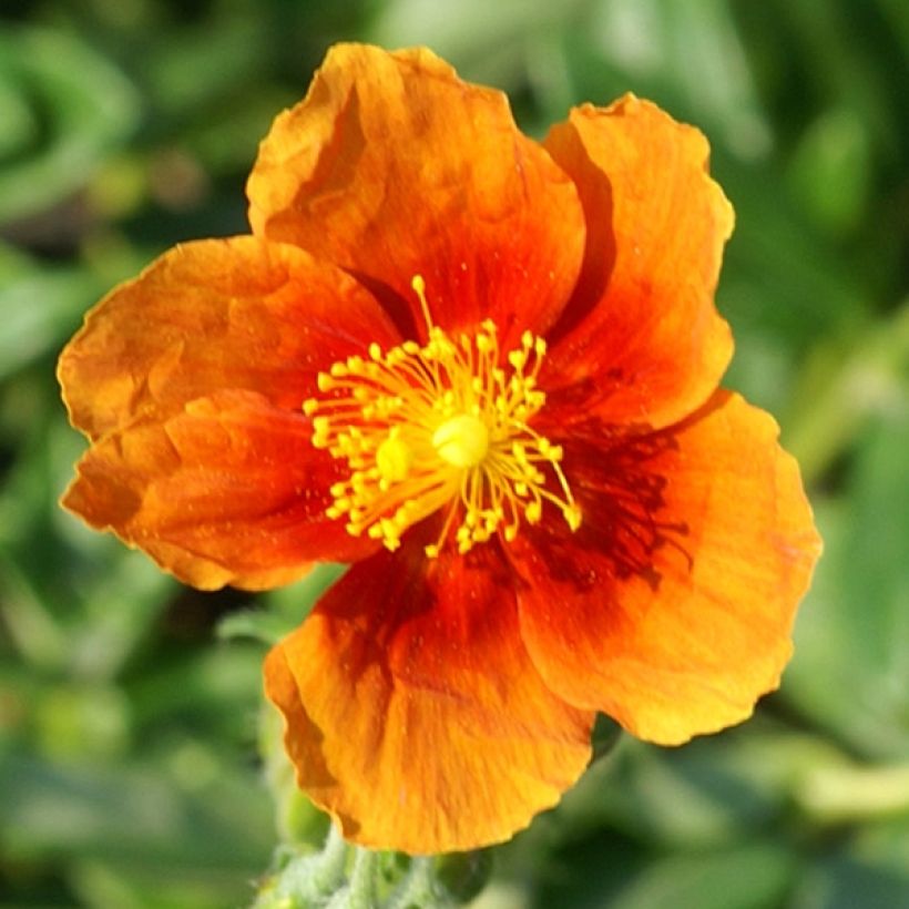 Helianthemum Ben Alder (Floración)