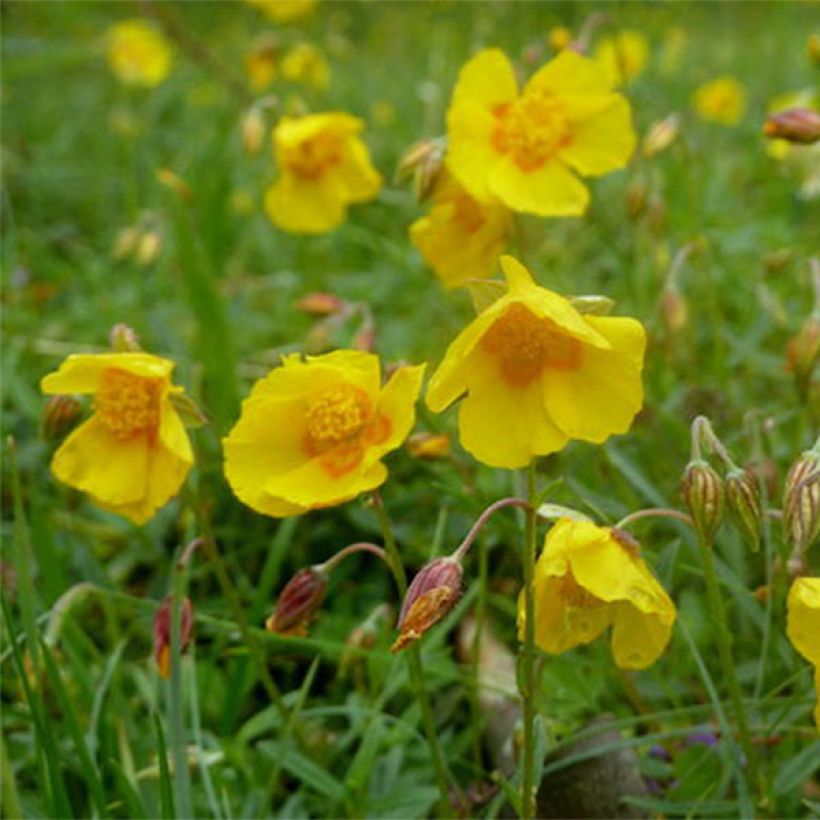 Helianthemum Ben Fhada (Floración)