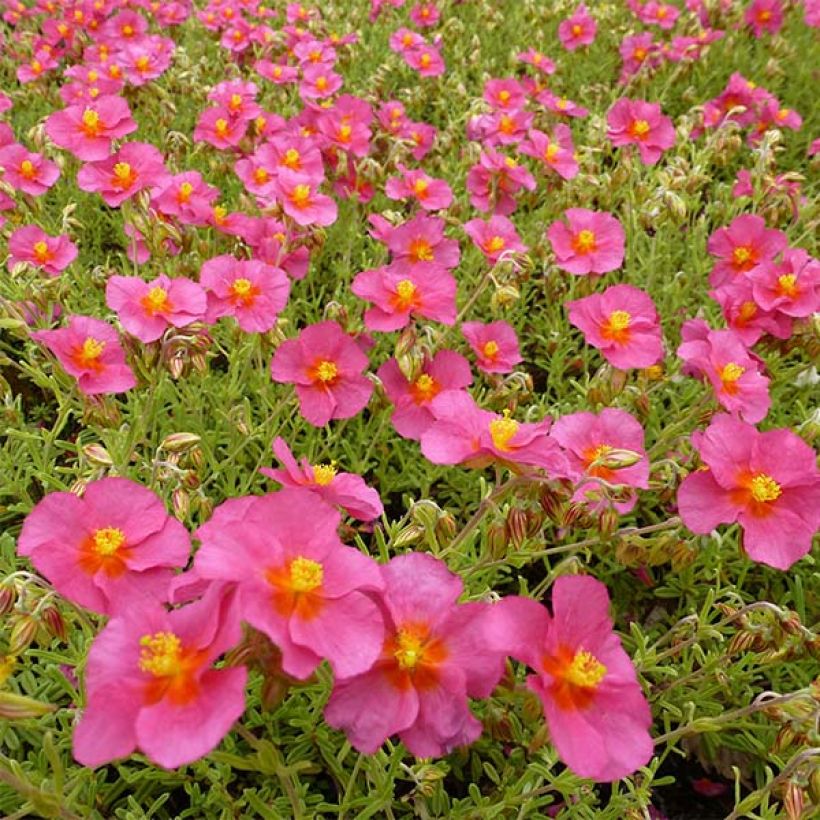 Helianthemum Ben Hope (Floración)