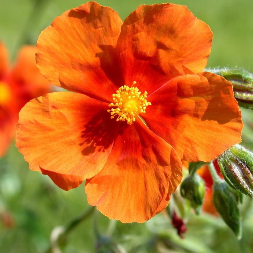 Helianthemum Bronzeteppich (Floración)