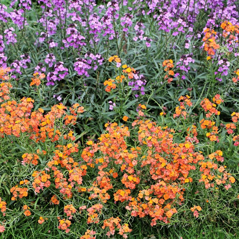 Helianthemum Bronzeteppich (Porte)