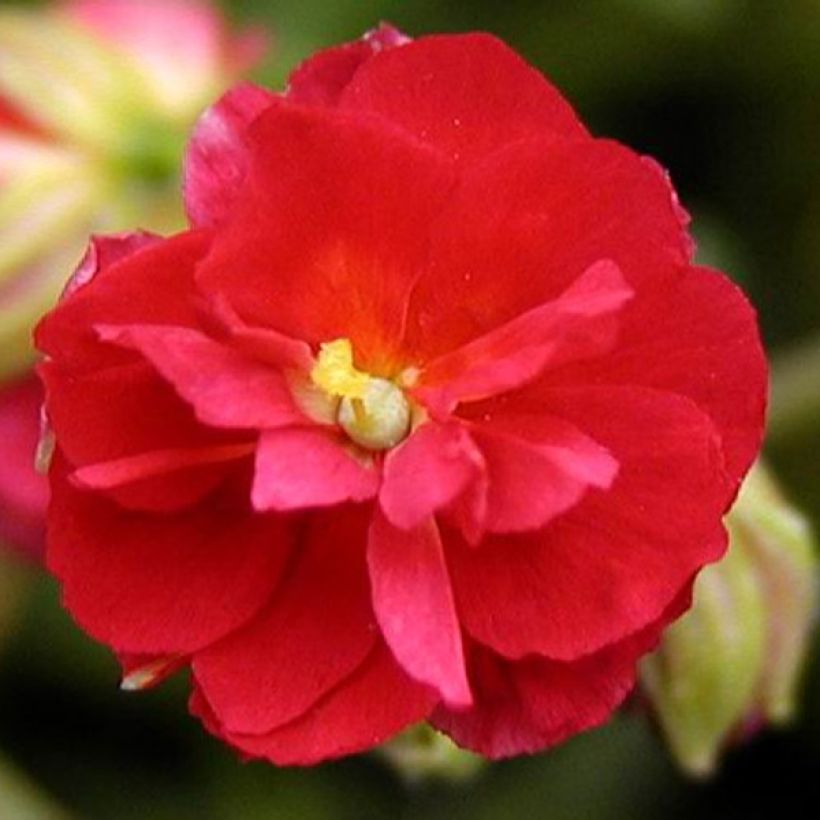 Helianthemum Cerise Queen (Floración)