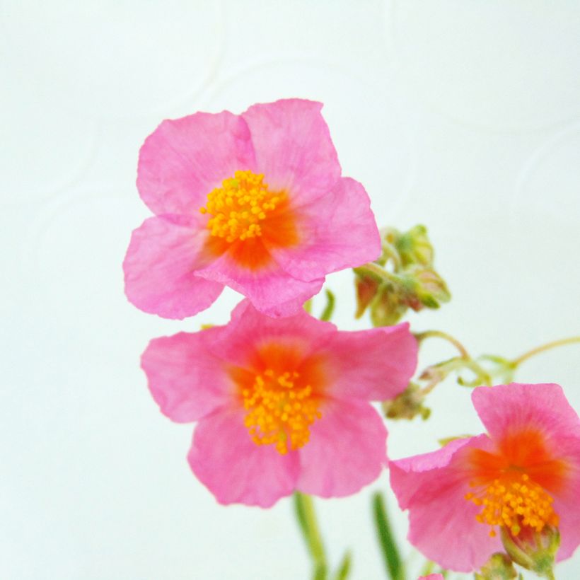 Helianthemum Lawrenson's Pink (Floración)