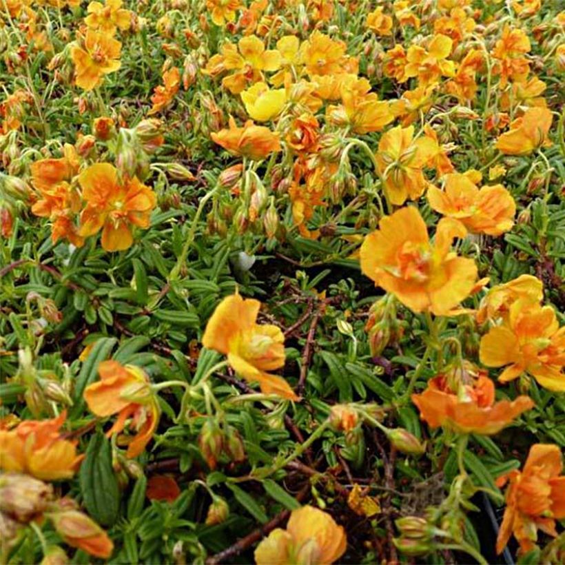 Helianthemum Orange Double (Floración)