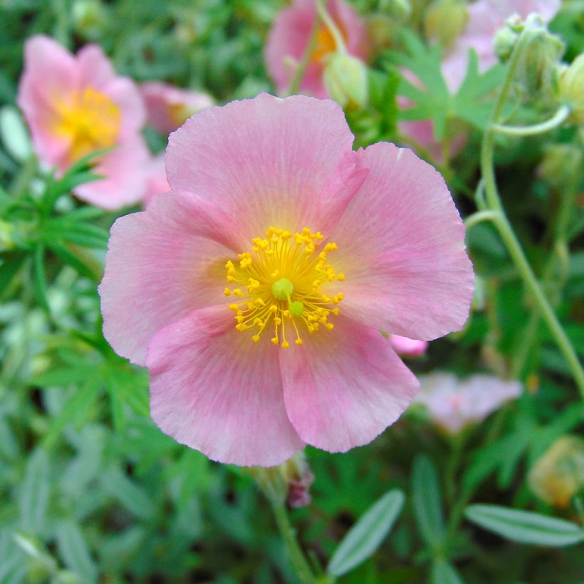 Helianthemum Rhodanthe Carneum (Floración)