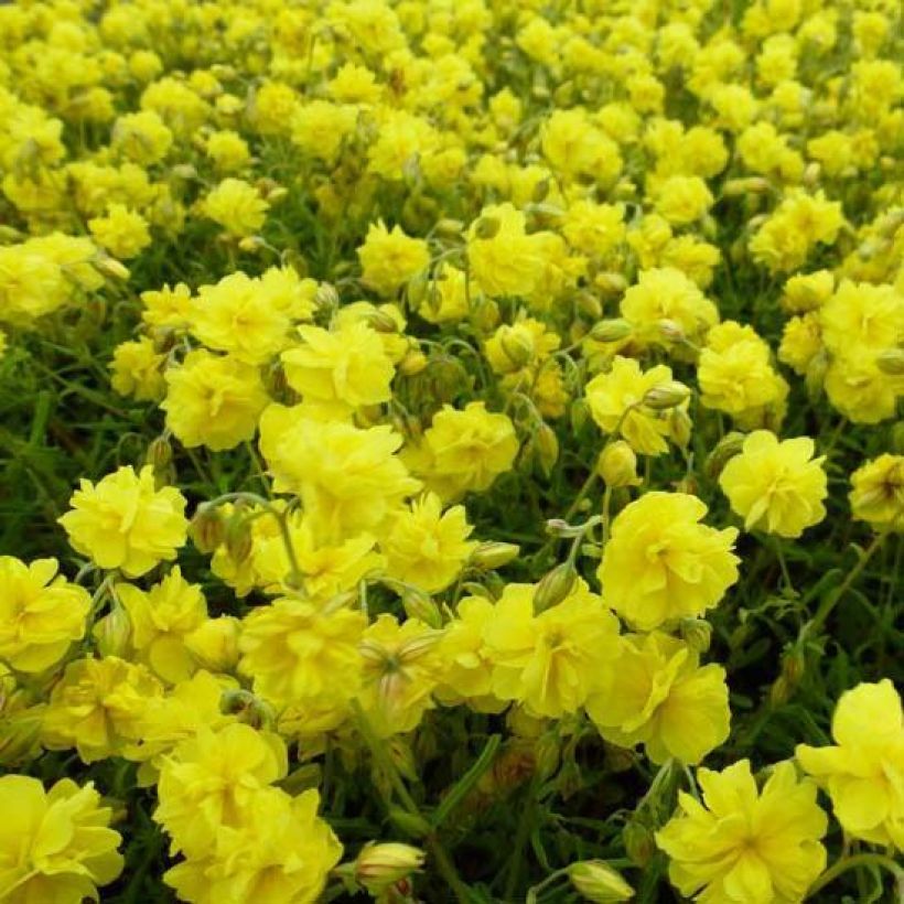 Helianthemum Sulphureum Plenum (Floración)