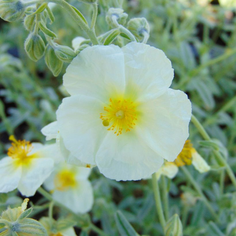 Helianthemum The Bride (Floración)