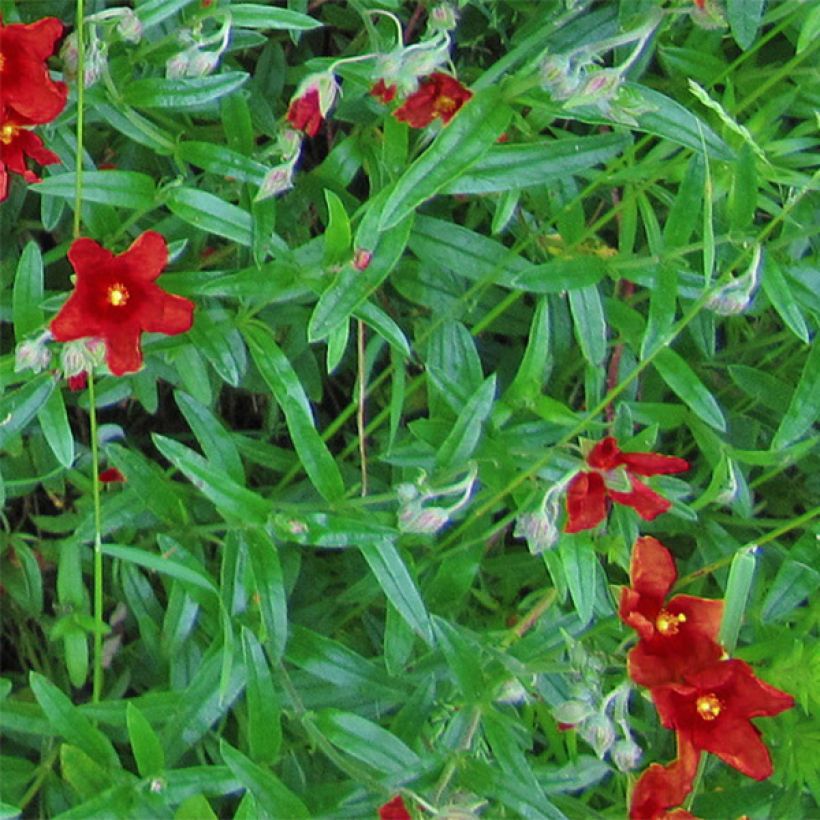 Helianthemum Tomato Red (Follaje)