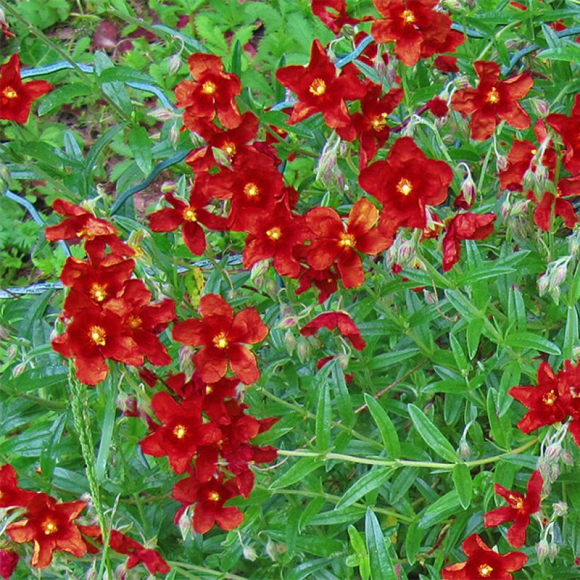 Helianthemum Tomato Red (Floración)