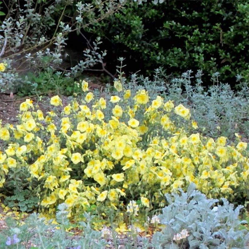 Helianthemum Wisley Primrose (Floración)