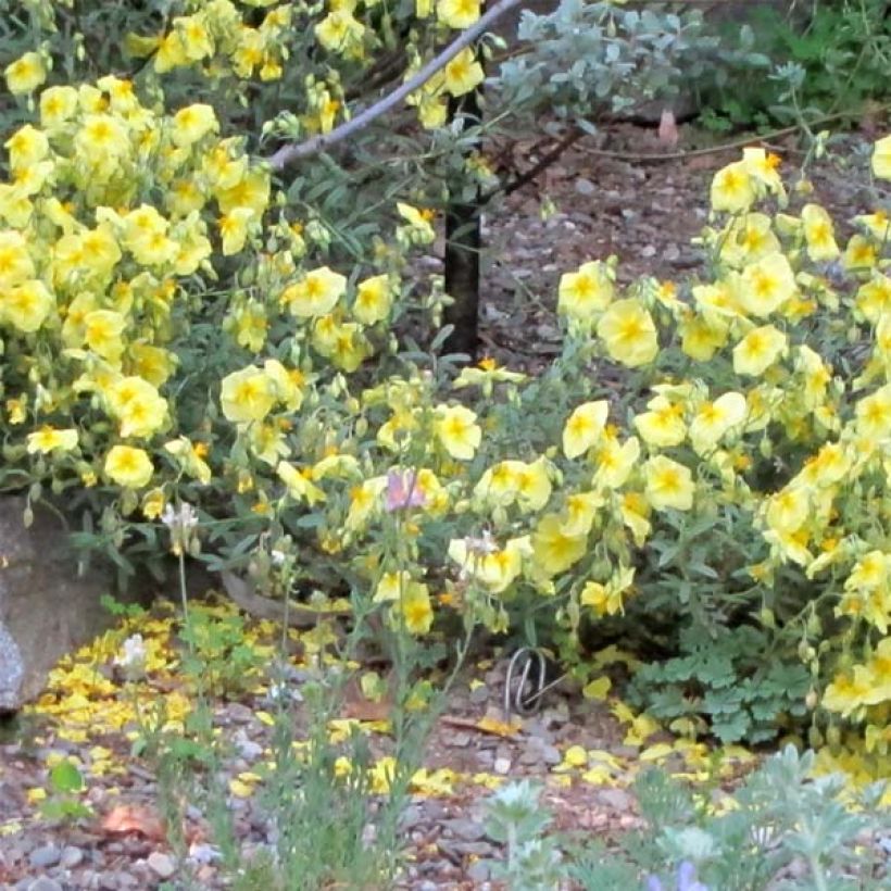 Helianthemum Wisley Primrose (Porte)