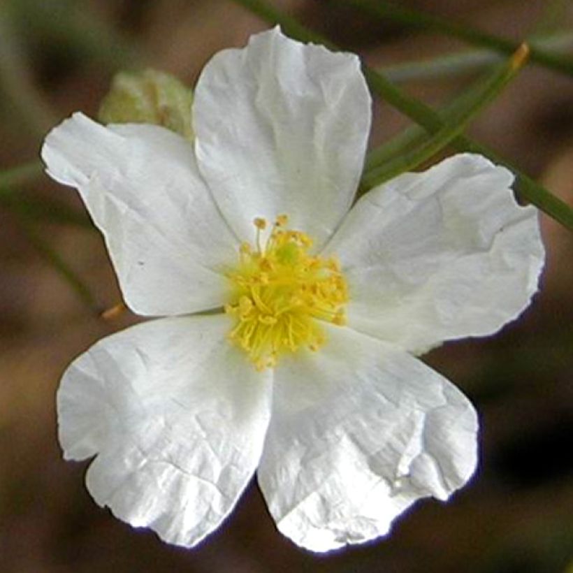 Helianthemum apenninum (Floración)