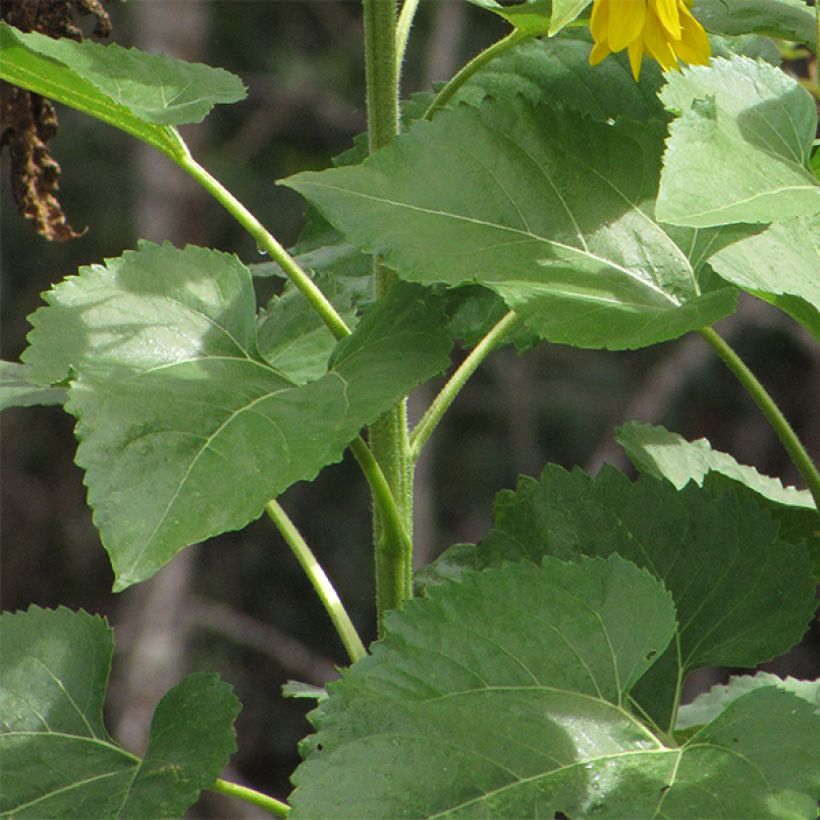 Girasol Valentine (Follaje)