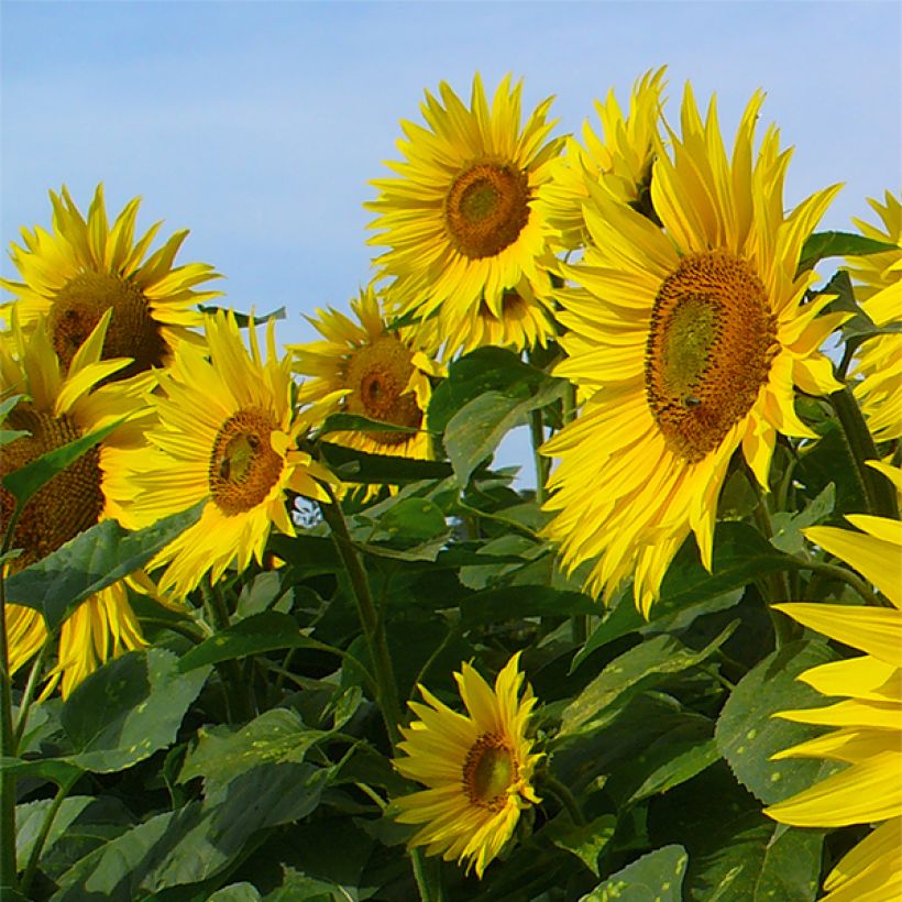 Girasol Valentine (Floración)