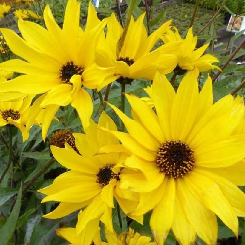 Helianthus atrorubens Monarch (Floración)