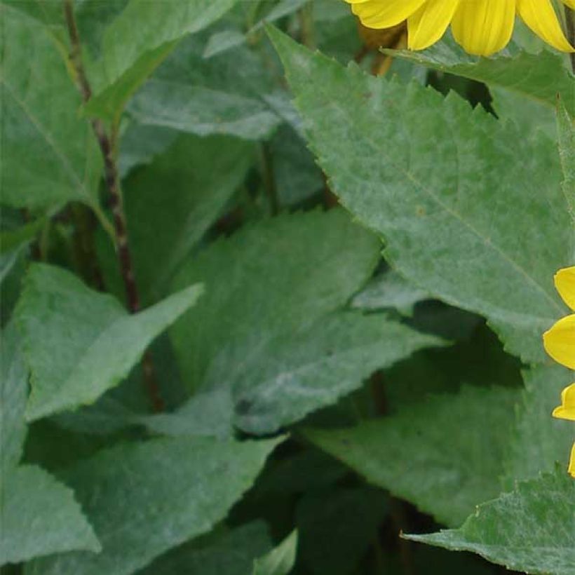 Helianthus decapetalus Capenoch Star (Follaje)