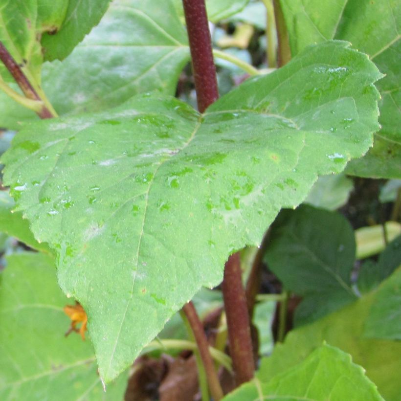 Helianthus decapetalus Plenus (Follaje)