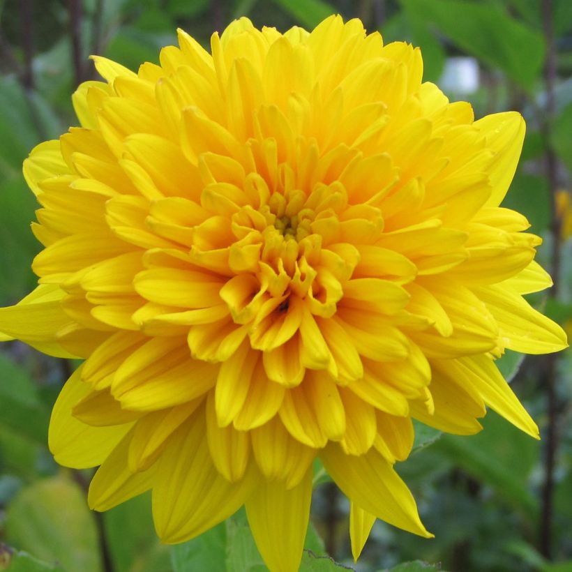 Helianthus decapetalus Plenus (Floración)