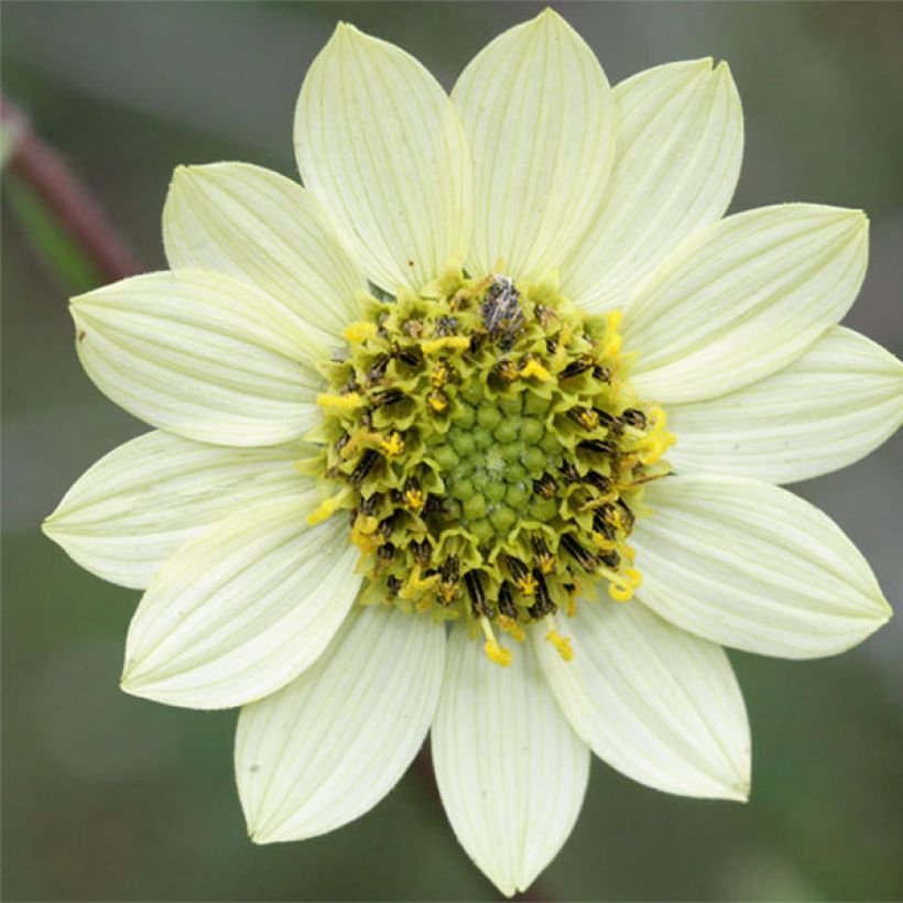 Helianthus giganteus Sheila's Sunshine (Floración)