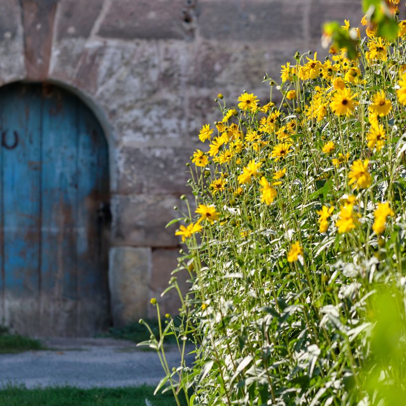 Helianthus Lemon Queen (Porte)