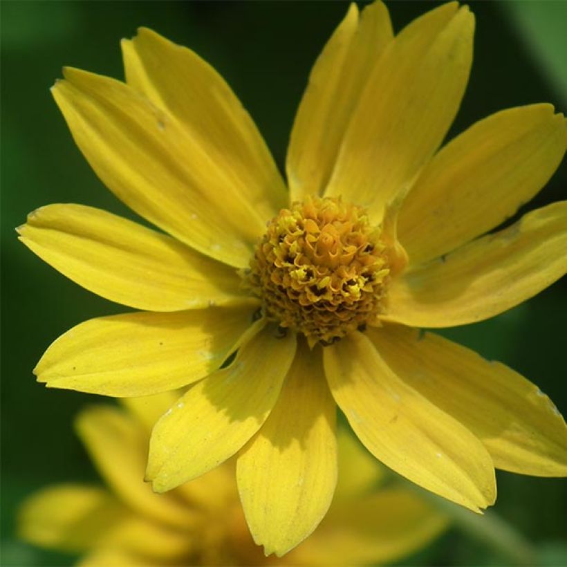 Helianthus microcephalus (Floración)