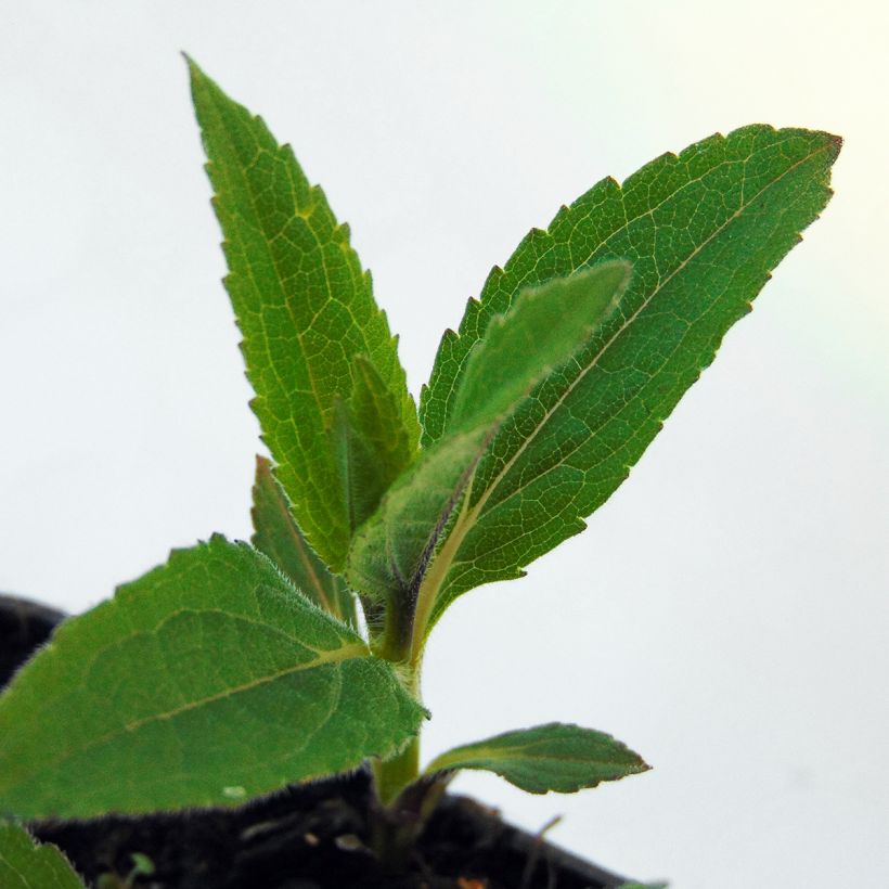 Helianthus microcephalus (Follaje)