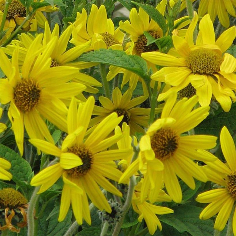 Helianthus mollis - Girasol áspero (Floración)