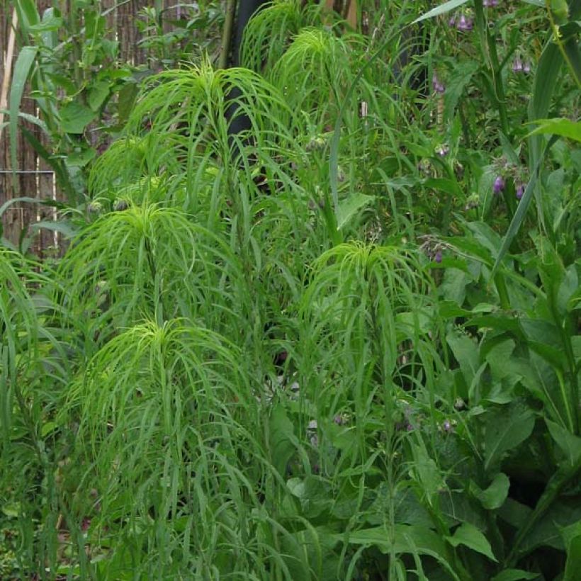 Helianthus salicifolius - Girasol de hojas de sauce (Porte)