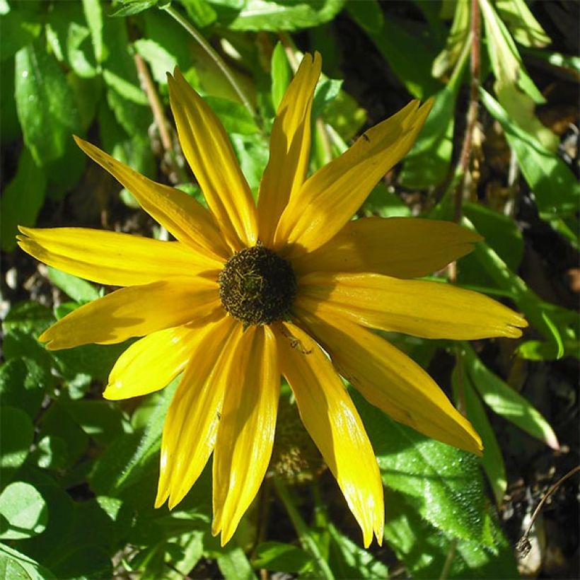 Helianthus salicifolius Table Mountain - Girasol de hojas de sauce (Floración)