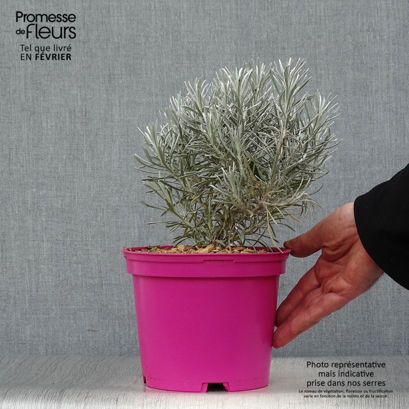 Helichrysum Korma - Immortelle d'Italie, plante curry Pot de 2L/3L Ejemplar entregado en invierno