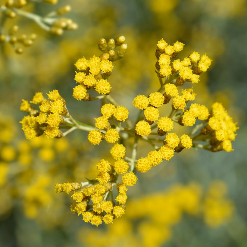 Curry - Helichrysum italicum (Floración)