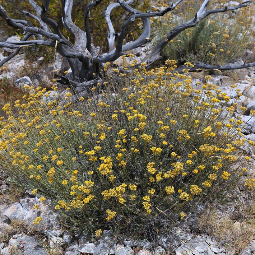 Curry - Helichrysum italicum (Porte)