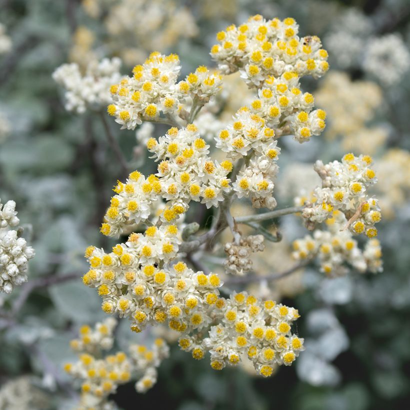 Helichrysum petiolare Silver - Siemprevivo (Floración)