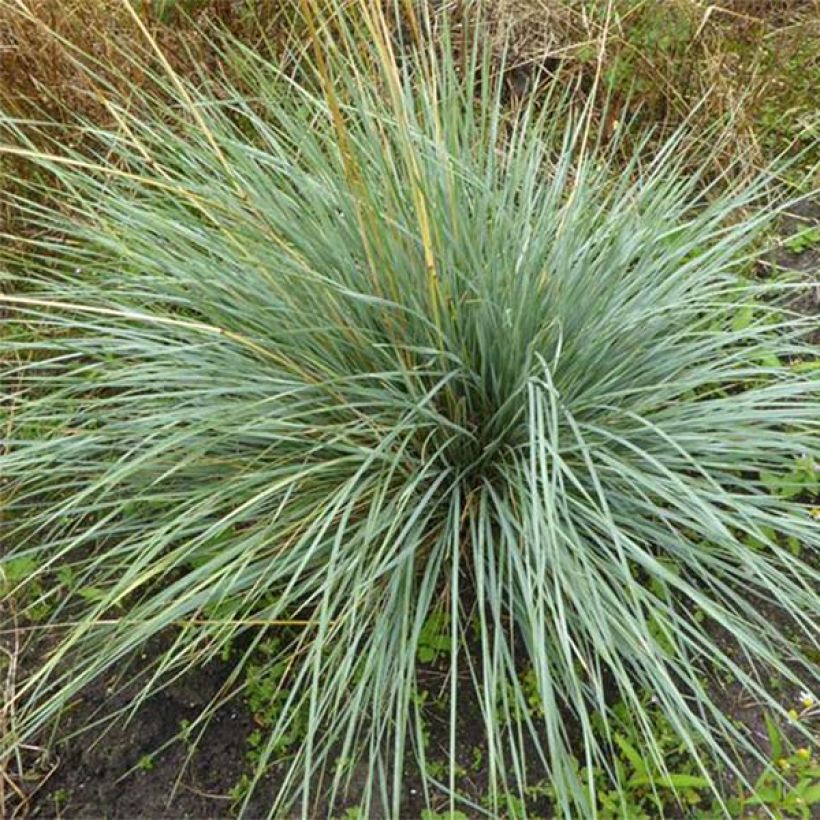 Helictotrichon sempervirens Pendula - Avena Azul (Follaje)