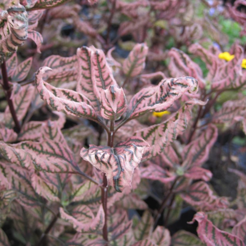 Heliopsis helianthoides var. scabra Summer Pink (Follaje)