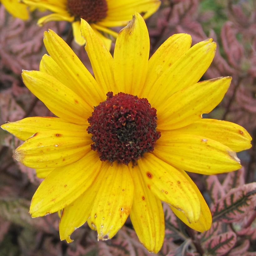 Heliopsis helianthoides var. scabra Summer Pink (Floración)