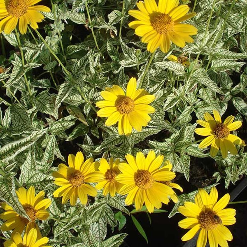 Heliopsis helianthoïdes Loraine Sunshine (Floración)