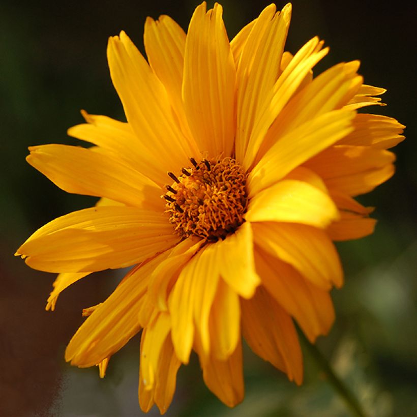 Heliopsis helianthoides var. scabra Summer Sun (Floración)