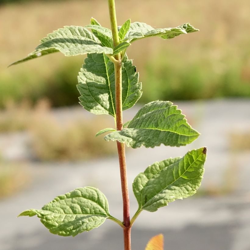 Heliopsis helianthoides Asahi (Follaje)