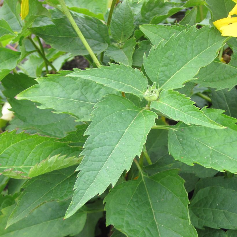 Heliopsis helianthoides Mars (Follaje)