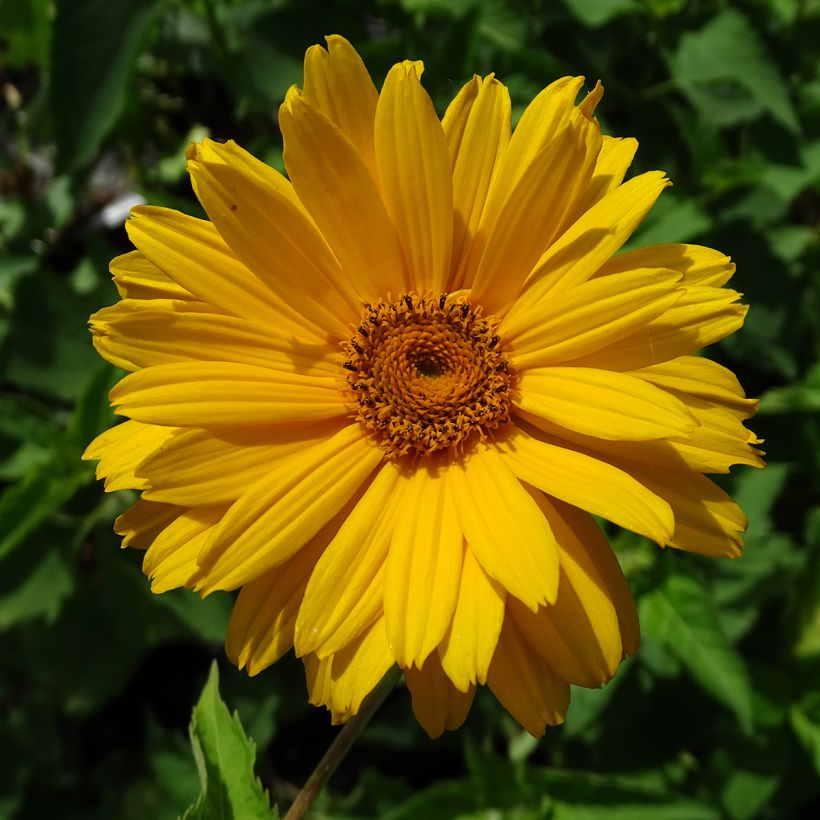 Heliopsis helianthoides Mars (Floración)