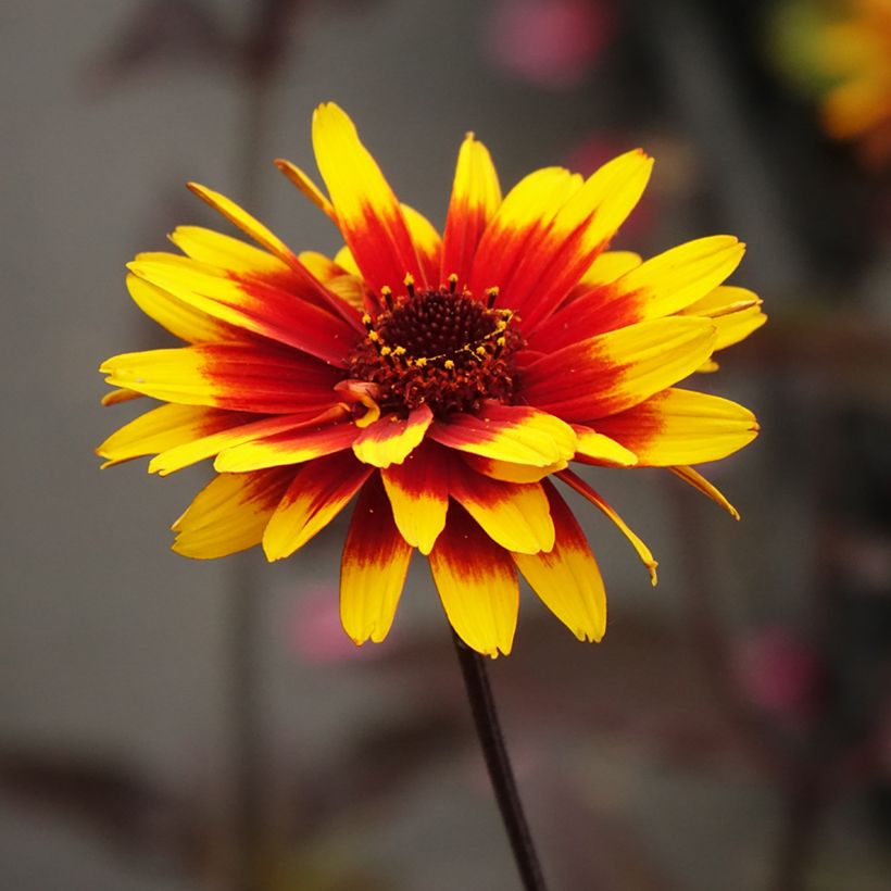 Heliopsis helianthoides Sparkling Contrast (Floración)