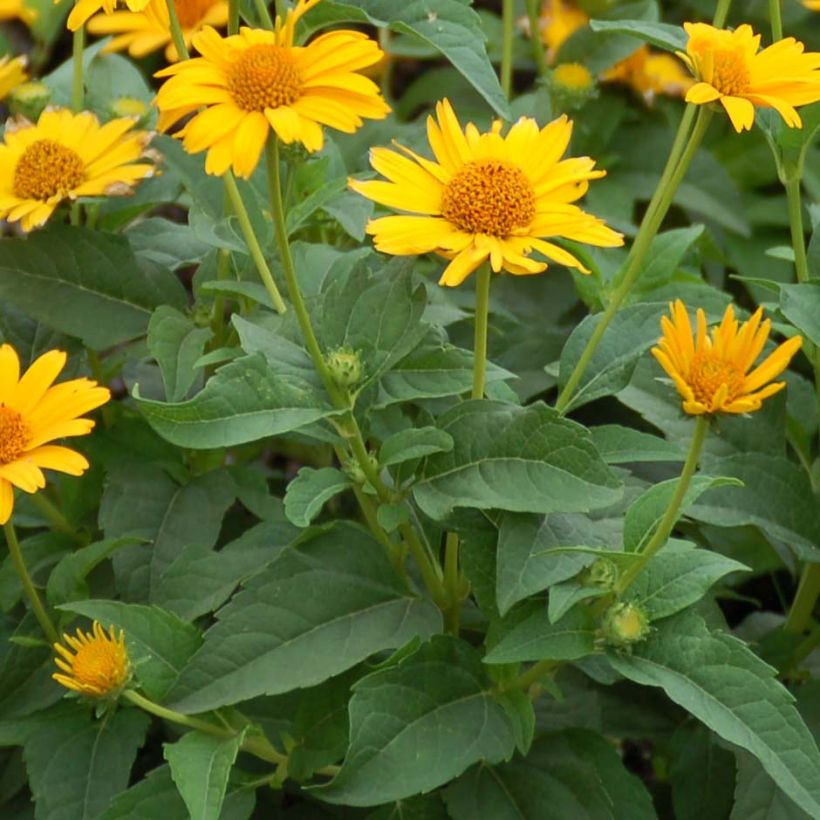 Heliopsis helianthoides Tuscan Sun (Follaje)