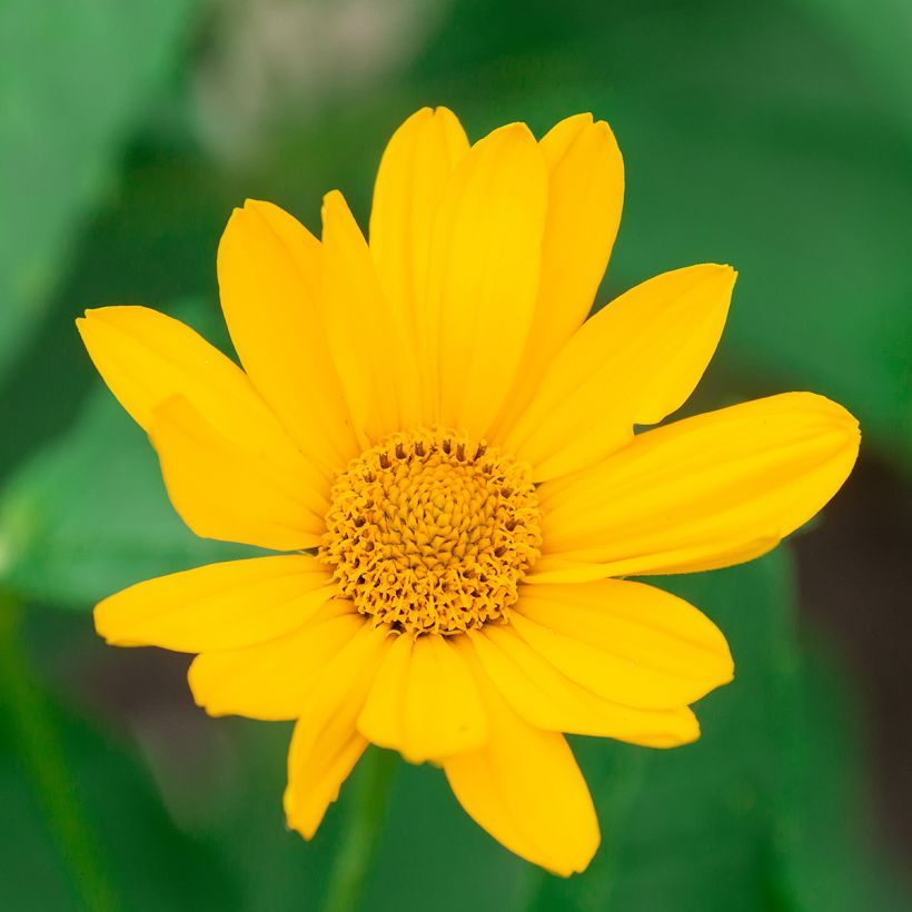 Heliopsis helianthoides Tuscan Sun (Floración)