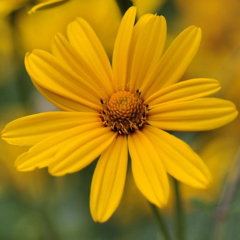 Heliopsis helianthoides var. scabra (Floración)