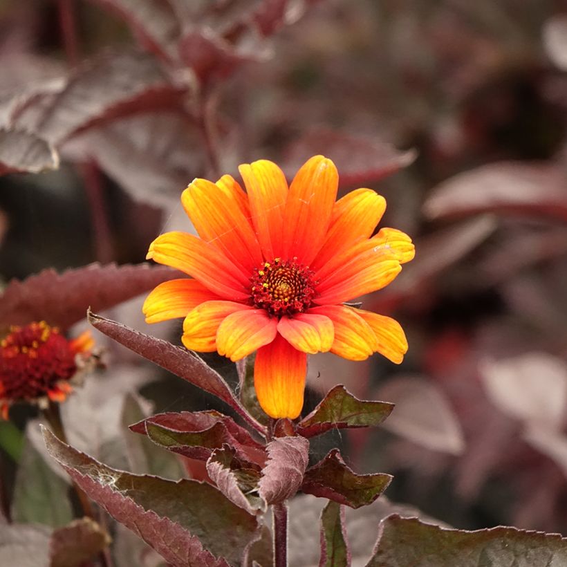 Heliopsis helianthoides var. scabra Fire Twister (Floración)