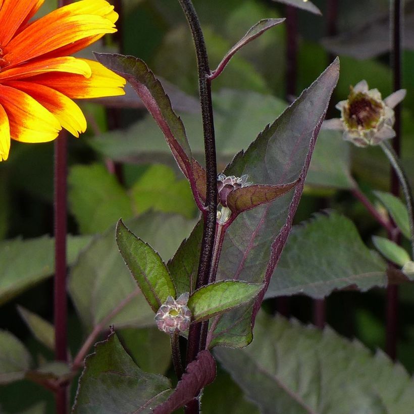 Heliopsis helianthoides var. scabra Burning Hearts (Follaje)