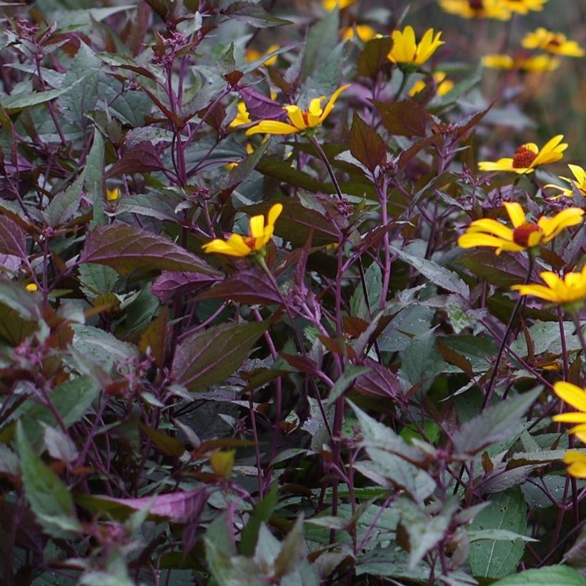 Heliopsis helianthoides var. scabra Summer Nights (Follaje)