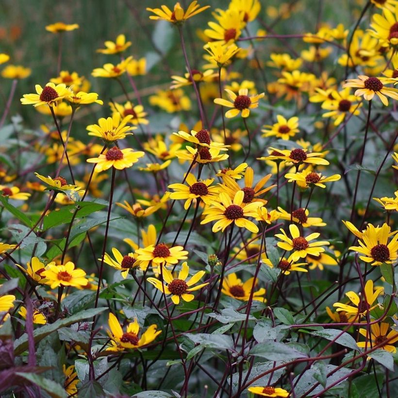 Heliopsis helianthoides var. scabra Summer Nights (Floración)