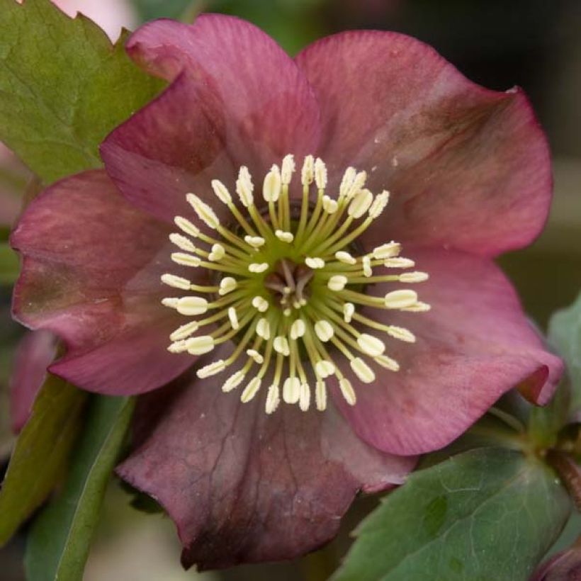 Eléboro oriental Red (Floración)